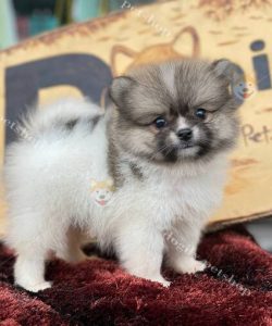 Chó Phốc Sóc Pomeranian huần chủng màu parti vàng trắng đang bán tại Dogily Petshop