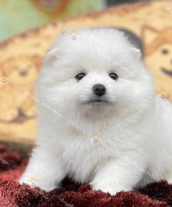 Chó Phốc Sóc Pomeranian con màu trắng 2 tháng tuổi thuần chủng tại Dogily Petshop.