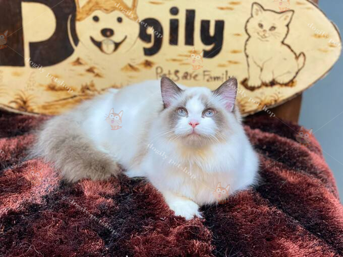 Mèo Ragdoll bố mẹ nhập khẩu 4 tháng tuổi bán tại Dogily Petshop