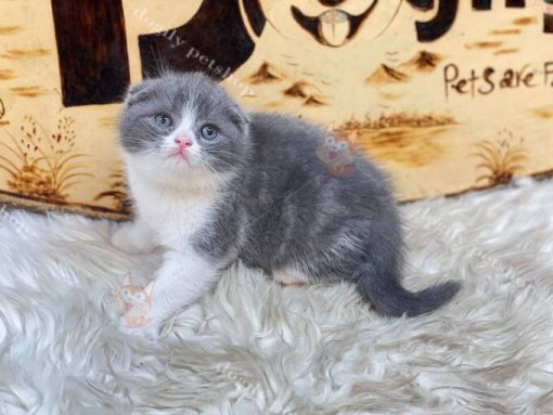 Mèo Scottish Fold tai cụp màu bicolor xám trắng thuần chủng 2 tháng tuổi