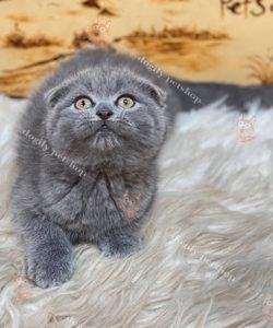 Mèo Scottish Fold tai cụp màu xám xanh màu bicolor