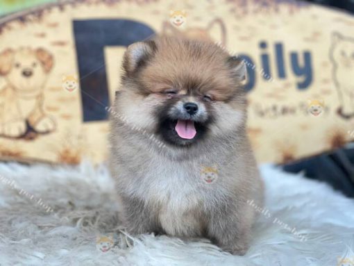 Chó Phốc Sóc thuần chủng 2 tháng tuổi màu vàng bán tại Dogily Petshop