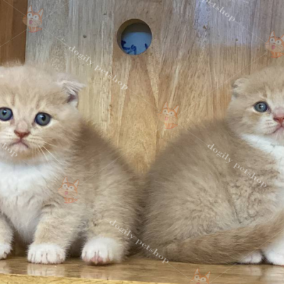 Hình ảnh đôi mèo Bi-cream màu hồng phấn Anh tai cụp mũm mĩm 
