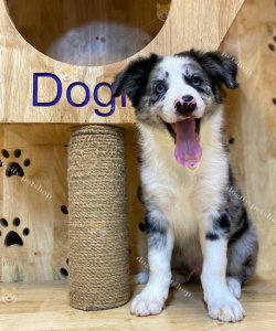 Chó Border Collie màu Merle mắt xanh 3 tháng tuổi tại Dogily Petshop.