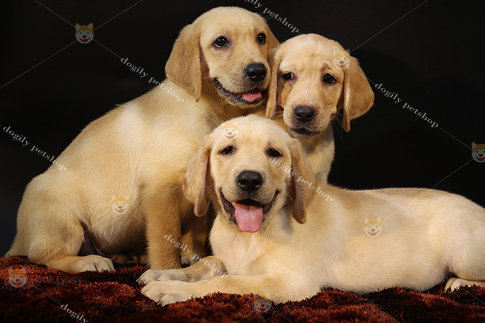 Đàn 3 chú chó Labrador thuần chủng màu vàng tại Dpgily Petshop