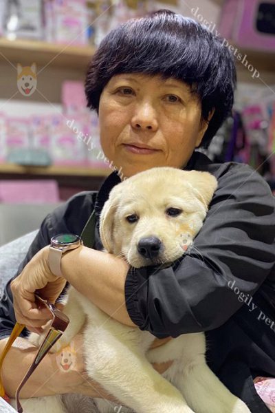 Khách hàng mua chó Labrador con tại Dogily Petshop
