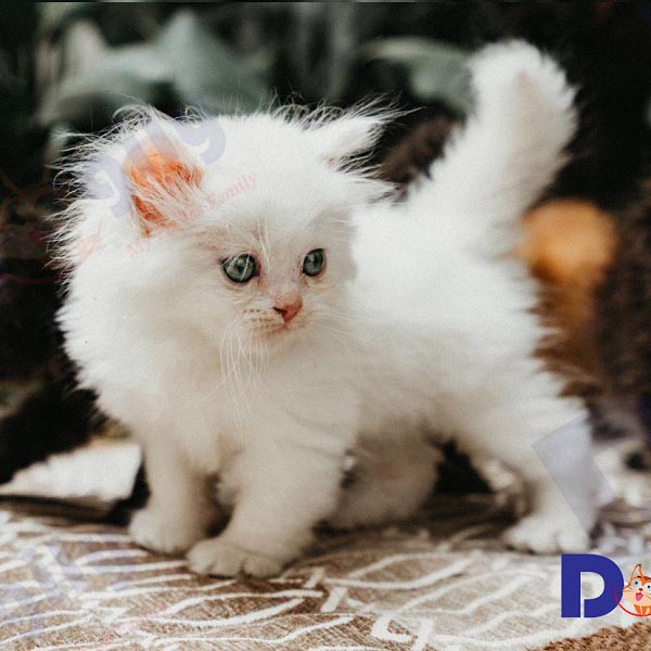 Mèo Anh lông dài 10 tháng tuổi màu trắng tại Dogily Petshop