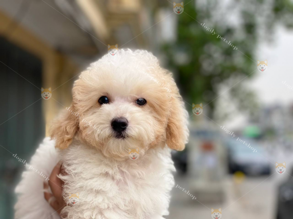 Chó Poodle Tiny Trắng | Cách Chăm Sóc Bộ Lông Tiny Poodle Màu Trắng? -  Dogily Pet Shop