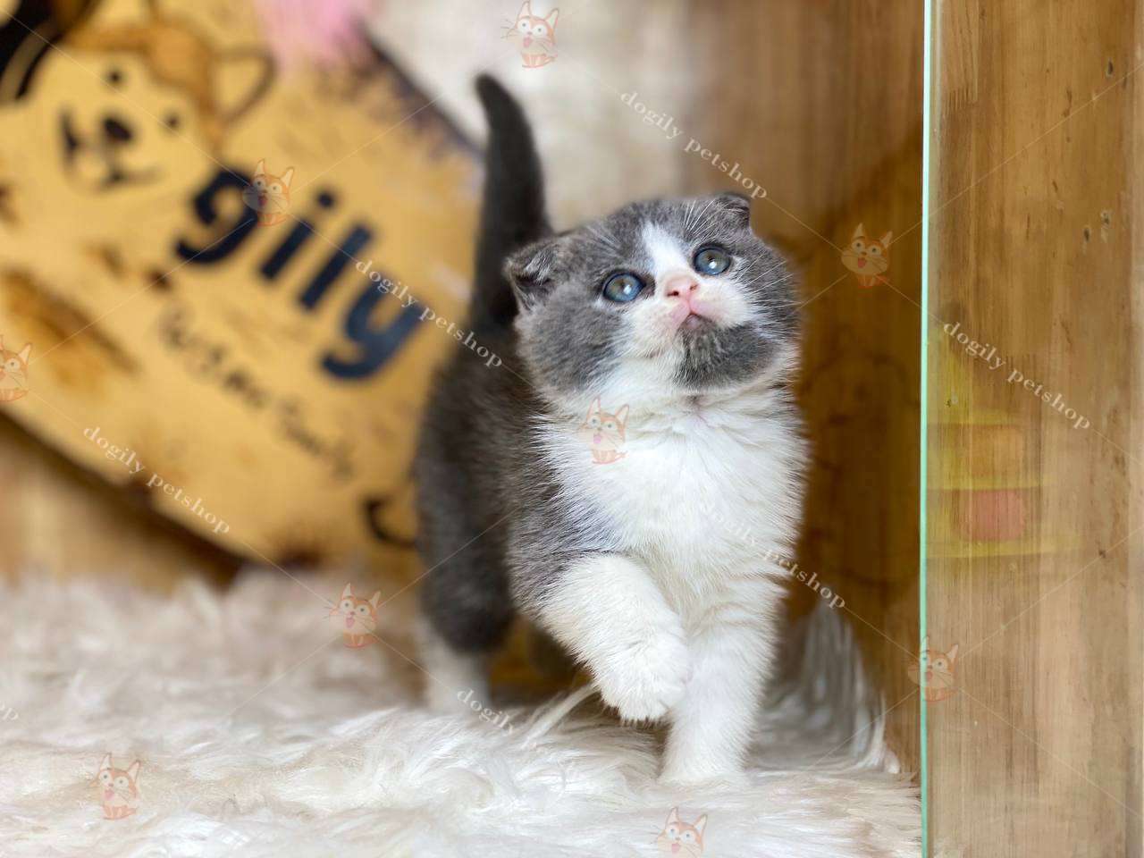 Mèo Bicolor 2 tháng tuổi tai cụp