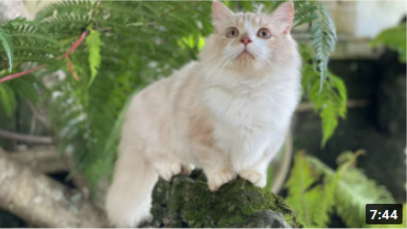 Mèo Ald hồng phấn rất thân thiện và quấn chủ
