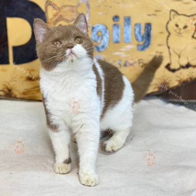 Mèo Aln màu Bi-Cin (Cinnamon Bicolor)