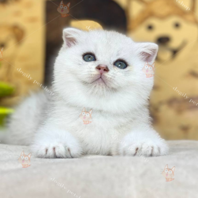 Mèo Aln mắt xanh màu silver 2 tháng tuổi