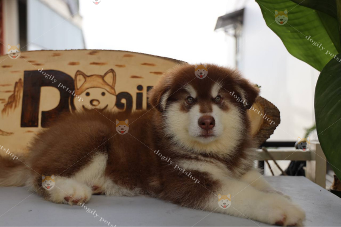 Chó Alaska nâu đỏ từ Dogily Đà lạt