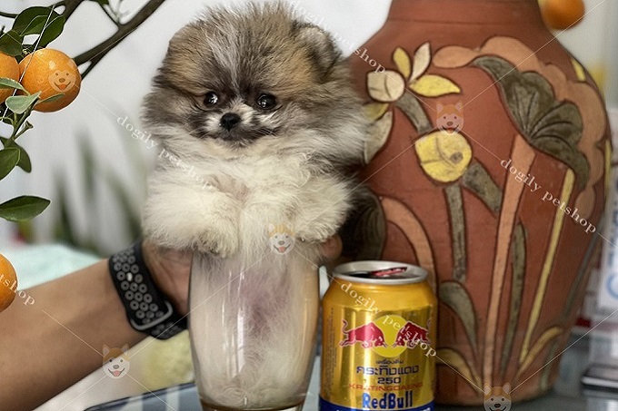 Chó Teacup Pomeranian