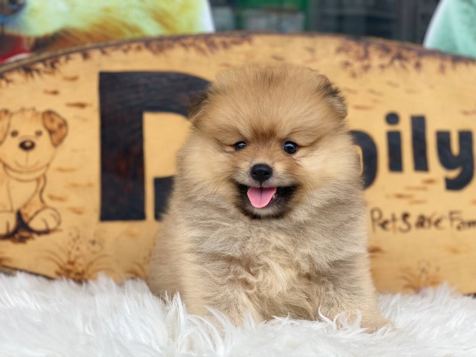 Chó Phốc sóc Pomeranian màu vàng
