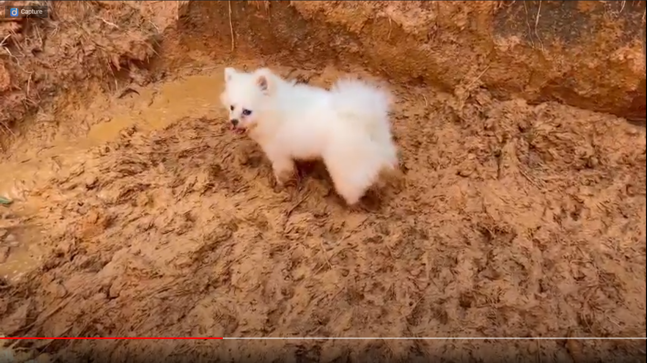 Chó Pom trắng nghịch đất