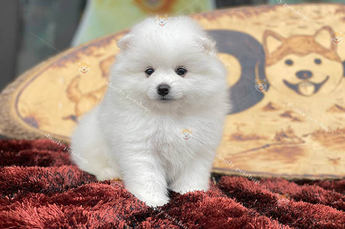 Chó Pom mini trắng