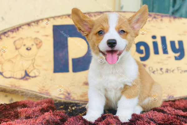 Dogily Petshop cam kết sức khỏe cún trong 15 ngày