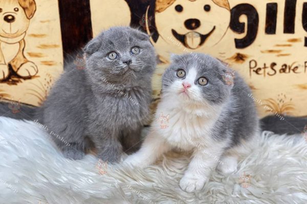 Đôi mèo tai cụp xám xanh & bicolor