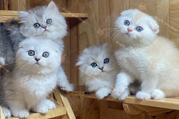 Đàn bốn bé mèo Scottish tai cụp màu Silver thuần chủng tại Dogily Petshop