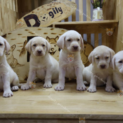 Đàn 6 chú chó Labrador thuần chủng màu vàng tại Dogily Petshop