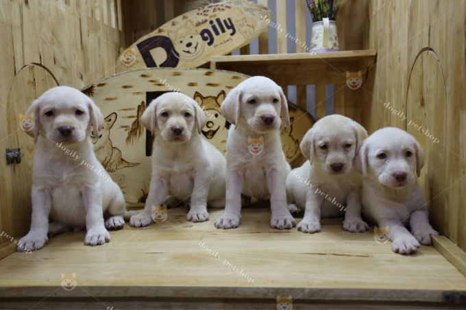 Đàn 6 chú chó Labrador thuần chủng màu vàng tại Dogily Petshop
