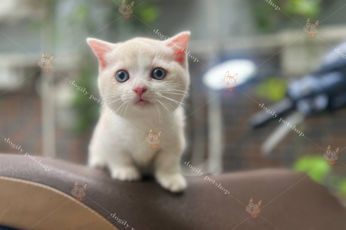 Mèo chân ngắn màu cream hồng phấn