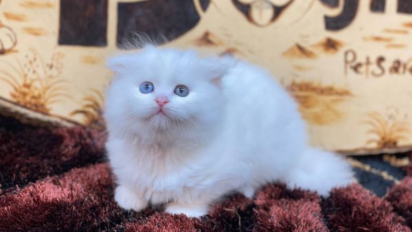 Mèo ANh lông dài trắng tai cụp 2 màu mắt