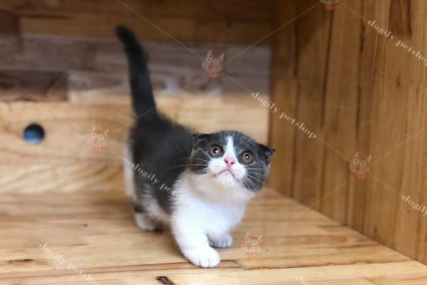 Mèo Anh lông ngắn chân ngắn tai cụp Tuxedo