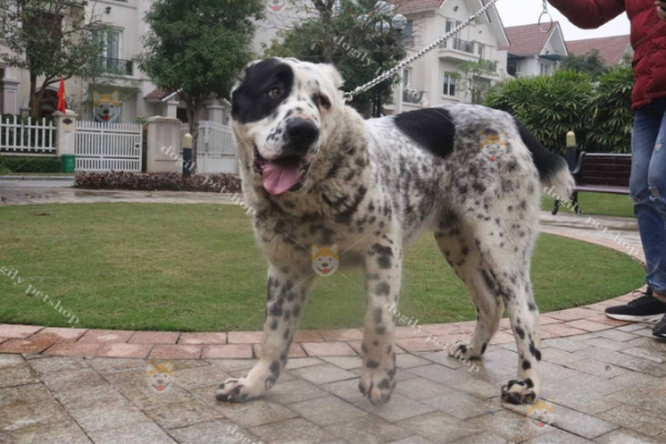 Với vóc dáng khổng lồ, Alabai được đánh giá nằm trong Top 10 giống chó mạnh nhất thế giới
