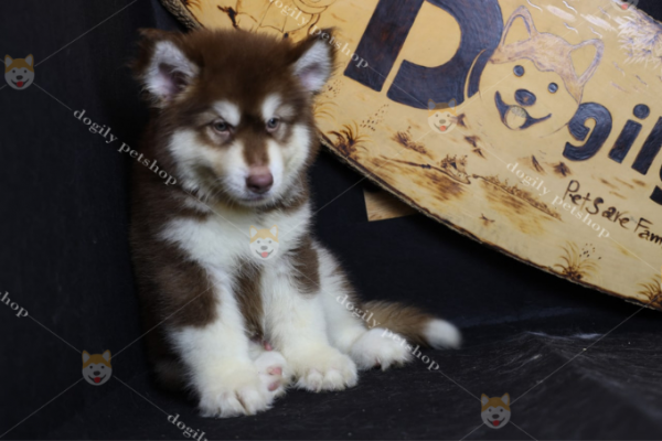 Tổ chức chó giống quốc tế FCI đã công bố bản tiêu chuẩn chó alaska thuần chủng