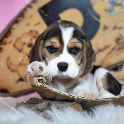 Beagle có chiếc mũi siêu thính.