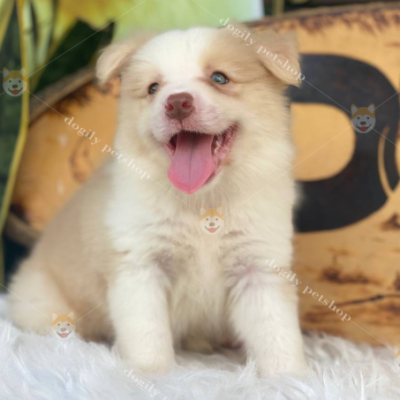 Chó Collie vàng trắng