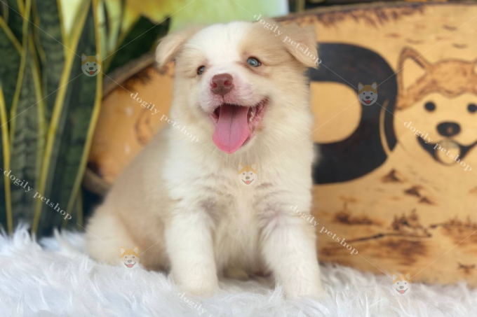 Chó Collie vàng trắng