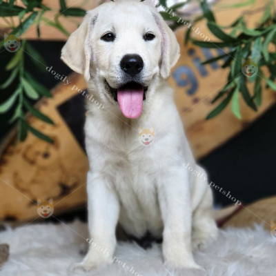 Labrador trắng