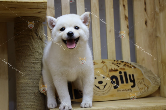 Chó Shiba Inu màu trắng