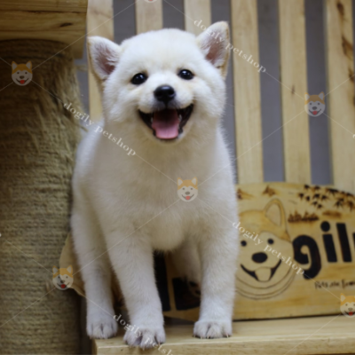 Nguồn gốc chó Shiba là giống chó nội địa quý hiếm của Nhật Bản