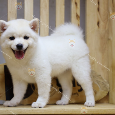 Chó Shiba trắng vốn hiếm có nhưng cũng được ưa chuộng