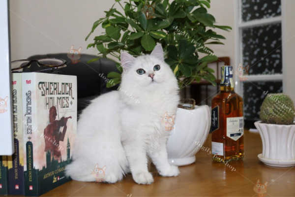 Mèo Anh lông dài 10 tháng tuổi màu silver nhập khẩu Nga tại Dogily Petshop