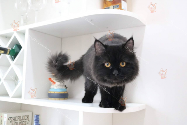 Mèo Anh lông dài màu đen 10 tháng tuổi