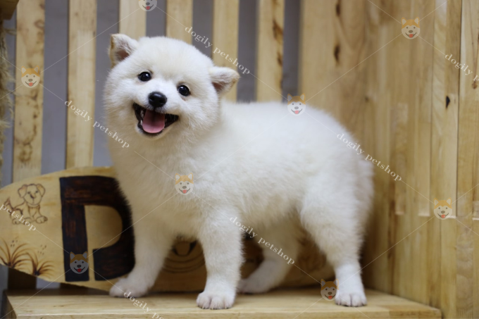Chó Shiba trắng