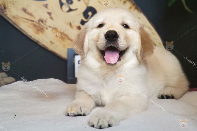 Nếu bạn đang muốn mua một chú chó Golden thuần chủng, chất lượng với mức giá hợp lý nhất. Đừng bỏ qua bài viết này của Dogily Petshop nhé!