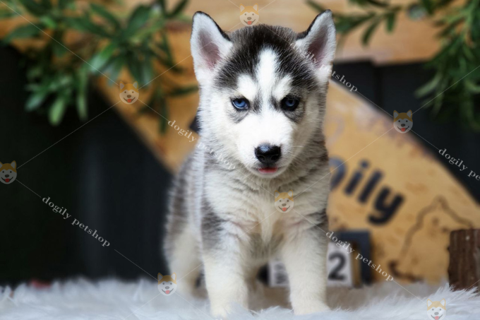 Kinh nghiệm chăm sóc nuôi chó Husky Siberian ngay từ khi còn nhỏ