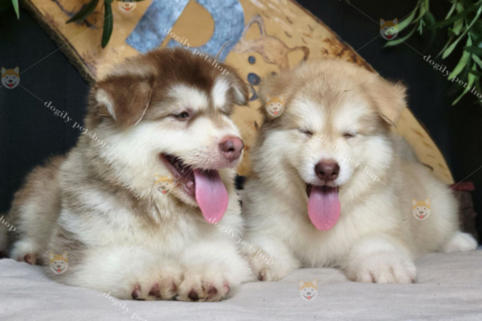 Đôi chó Alaska màu nâu đỏ & hồng phấn