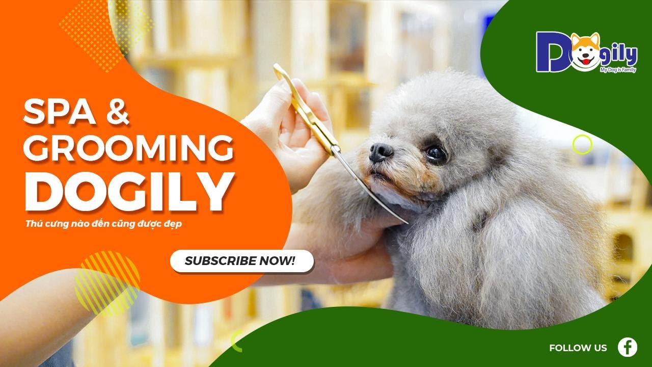 Dịch vụ cắt tỉa lông chó tại nhà giá rẻ Dogily Spa & grooming