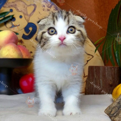 Màu mắt của mèo con lúc nhỏ có thể có màu xanh lục, nhưng sẽ chuyển sang vàng đồng khi trưởng thành