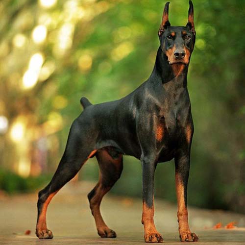 Doberman Pinscher với ngoại hình mạnh mẽ và bộ lông bóng mượt đứng trong công viên.