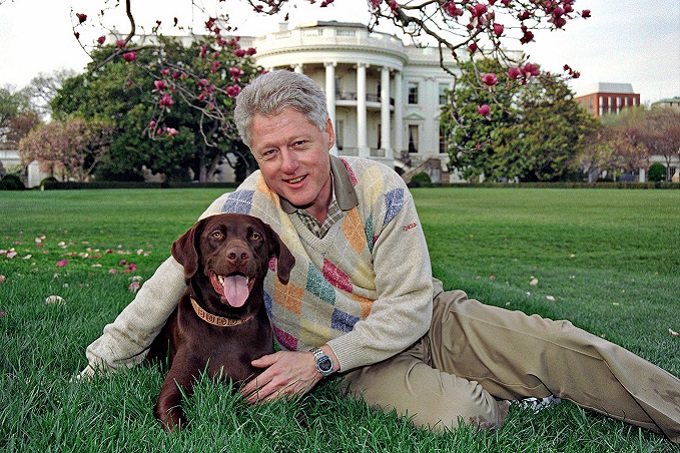 Chú chó Labrador của cựu tổng thống Bill Clinton