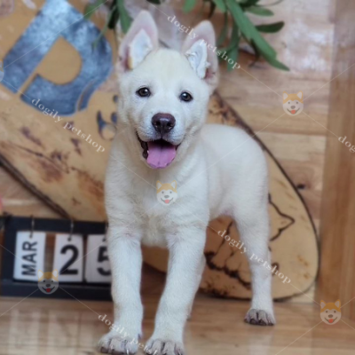 Chó Mông cộc con màu trắng 2 tháng tuổi tại Dogily Farm