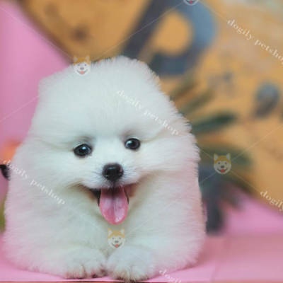 Hình ảnh một chú chó Pom với nụ cười 